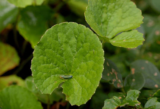 Image of centella