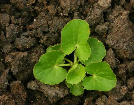 Image of centella