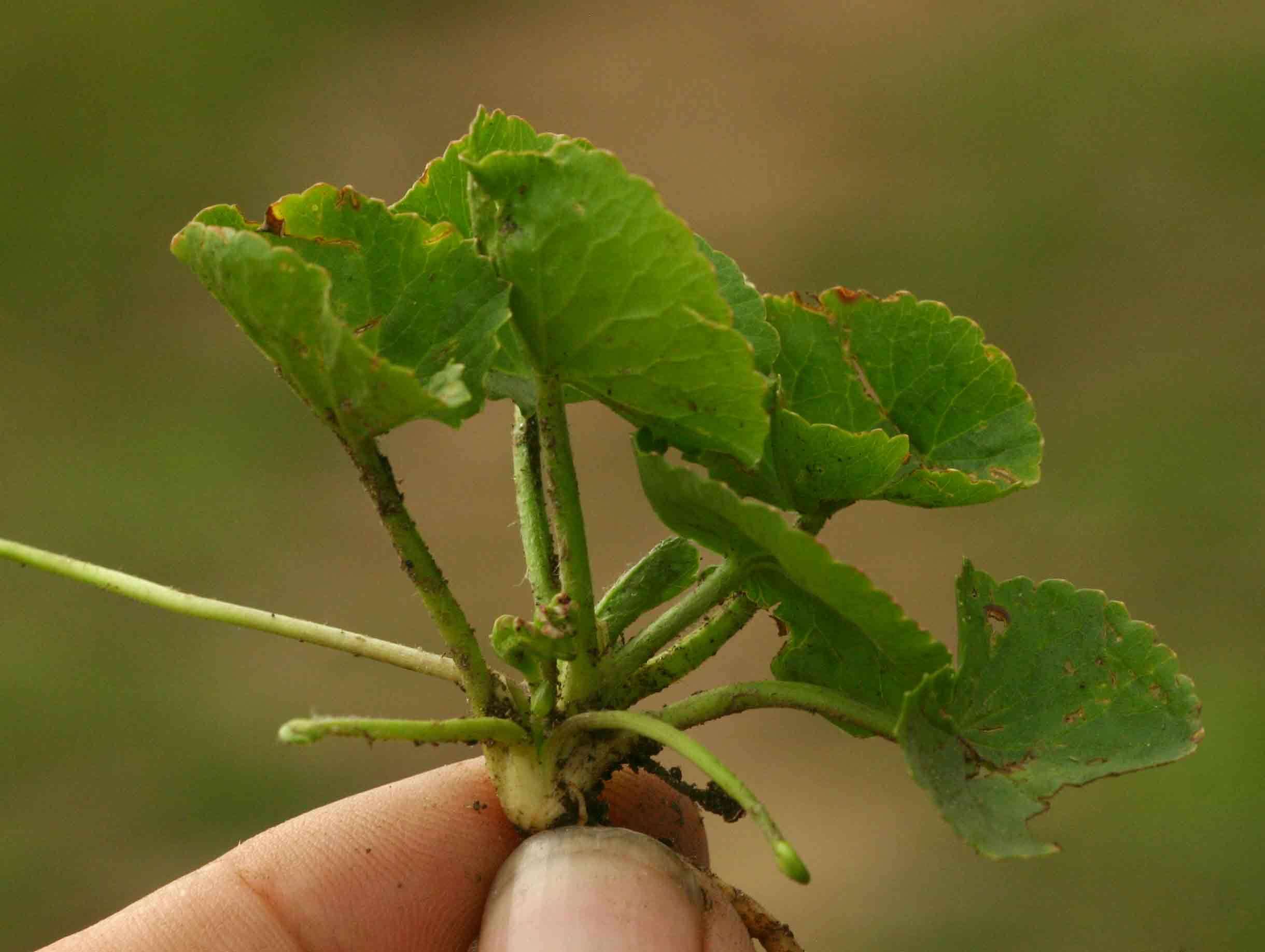 Image of centella