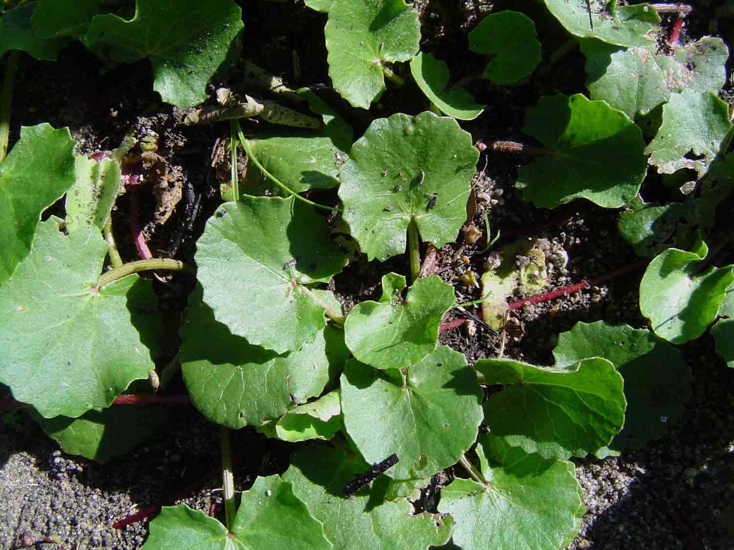 Image of centella