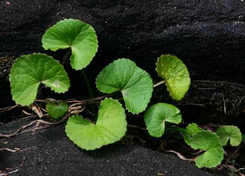 Image of centella