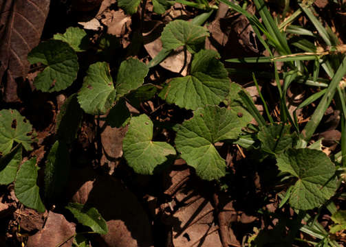 Image of centella