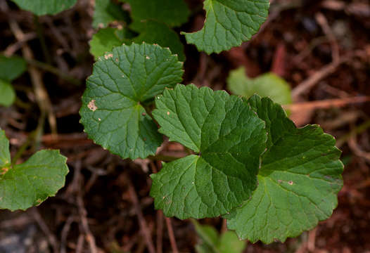 Image of centella