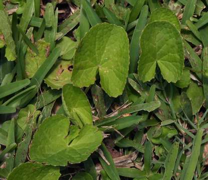 Image of centella