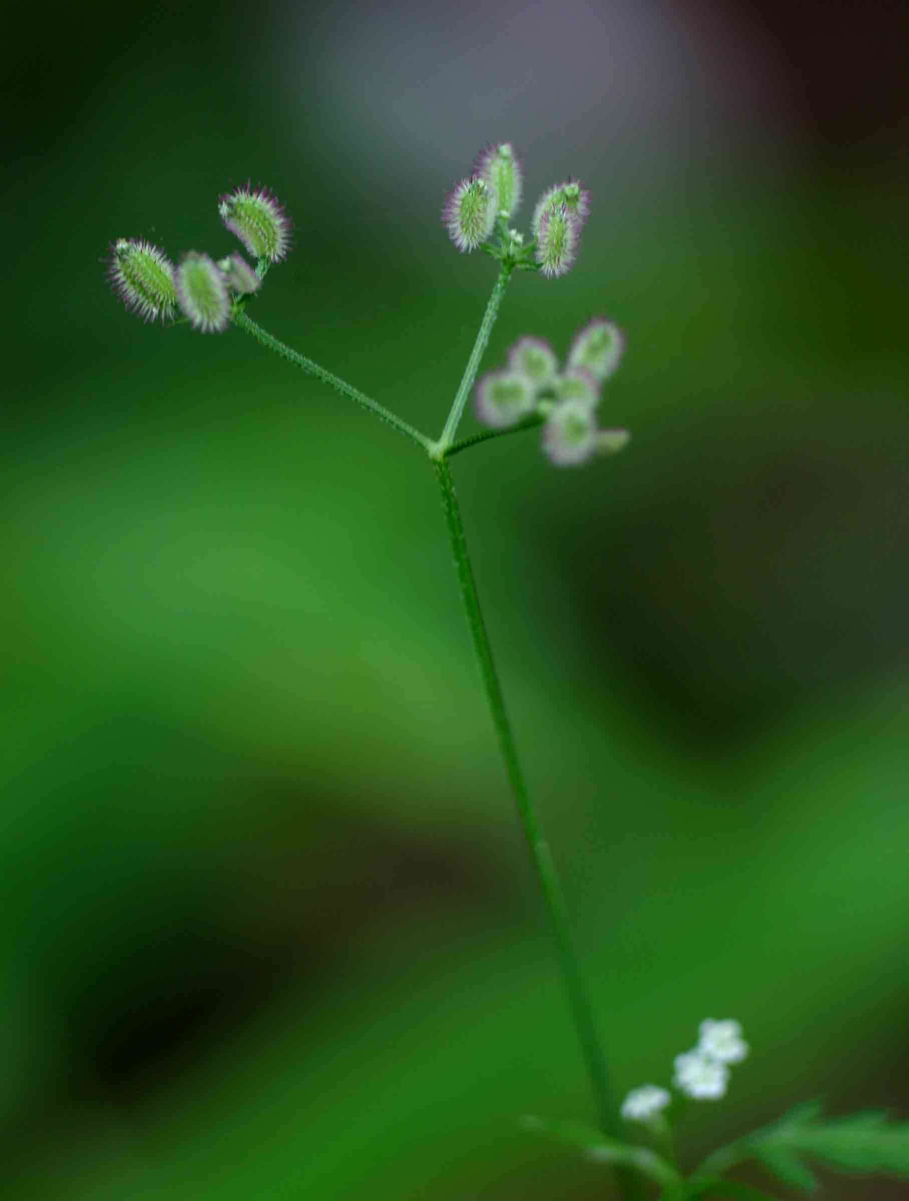 Image of Spreading hedge-parsley