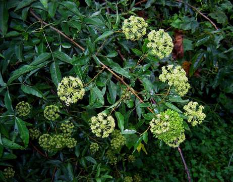 Heteromorpha arborescens (Thunb.) Cham. & Schltdl.的圖片