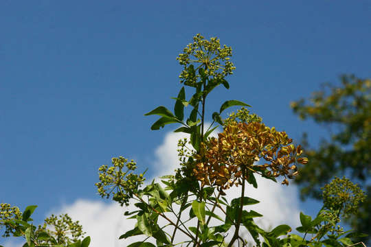 Heteromorpha arborescens (Thunb.) Cham. & Schltdl.的圖片