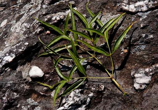 Heteromorpha montana (P. J. D. Winter) J. E. Burrows resmi