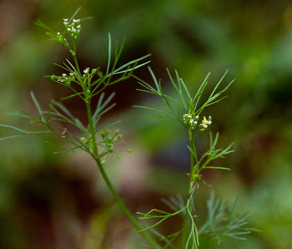 Image of marsh parsley