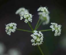 Image of burnet saxifrage