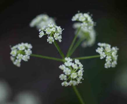 茴芹属的圖片