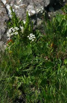 Image de Pimpinella stadensis (Eckl. & Zeyh.) D. Dietr.