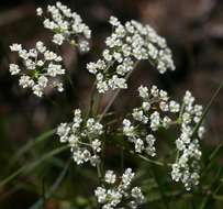 Image of Pimpinella stadensis (Eckl. & Zeyh.) D. Dietr.