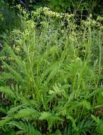 Image of Water parsnip