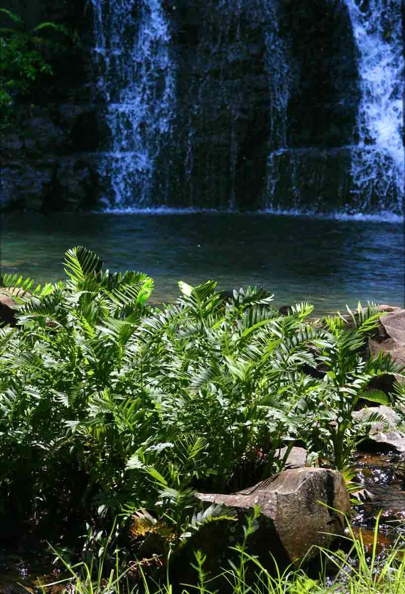 Image of Water parsnip