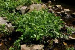 Image of Water parsnip