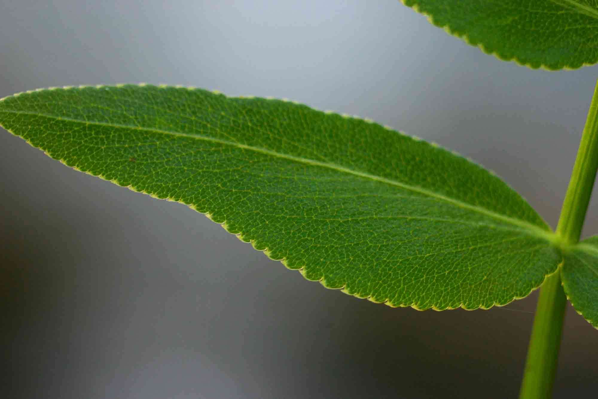 Image of Water parsnip