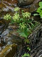 Image of Water parsnip