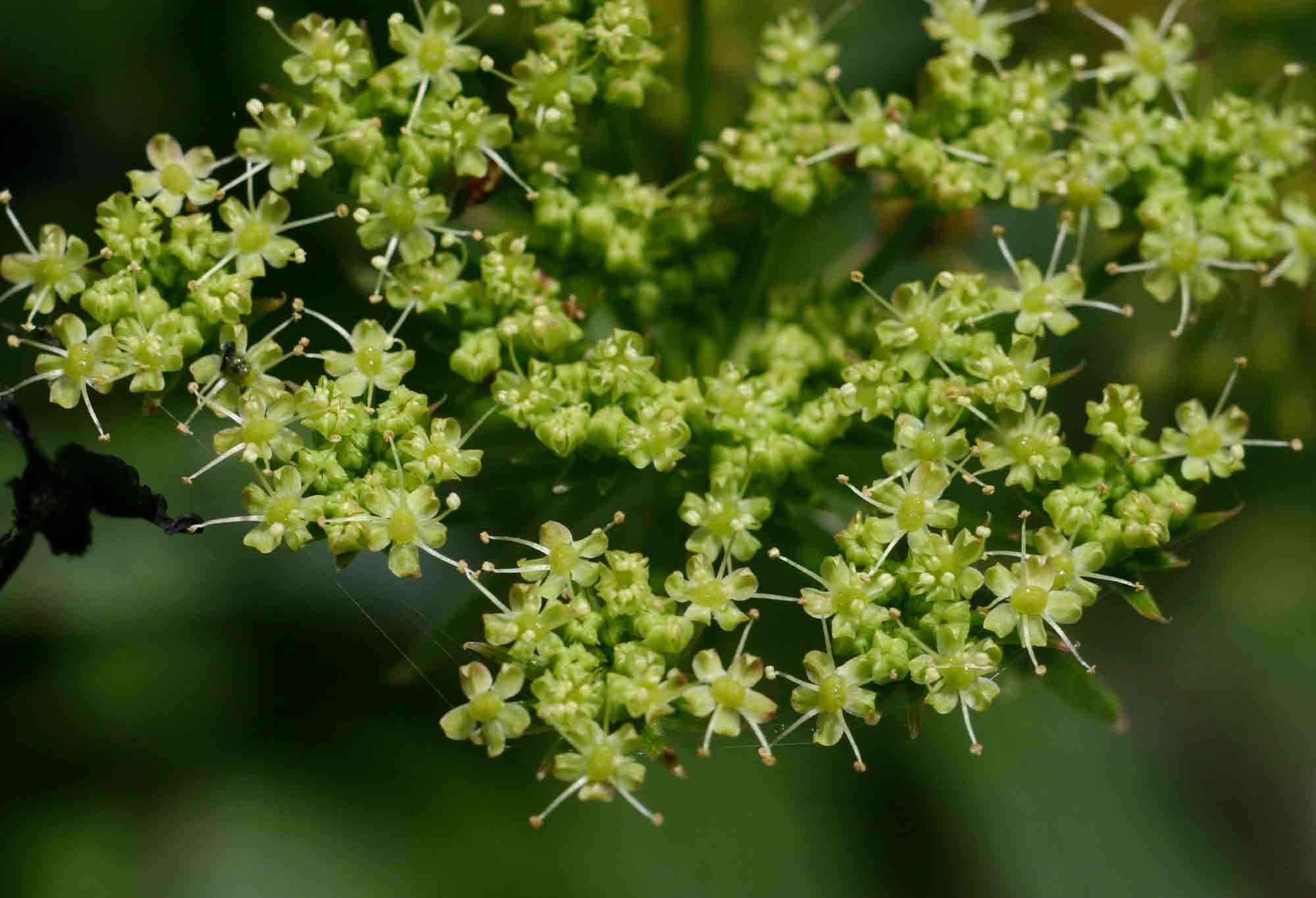 Image of Water parsnip