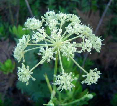 Imagem de Diplolophium buchananii (Benth. ex Oliv.) Norman