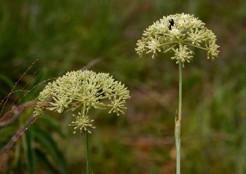 Image of Diplolophium buchananii (Benth. ex Oliv.) Norman