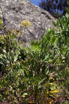 Imagem de Diplolophium buchananii (Benth. ex Oliv.) Norman