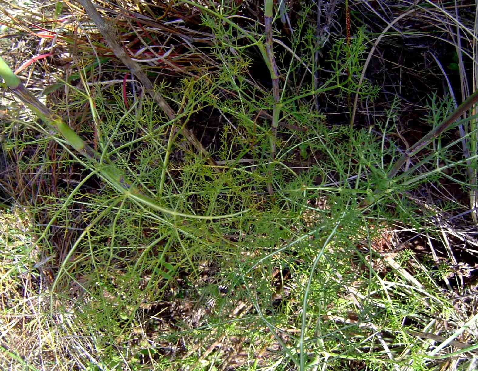 Image of Diplolophium zambesianum Hiern
