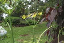 Plancia ëd Foeniculum