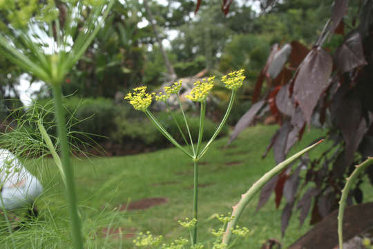 Image of fennel