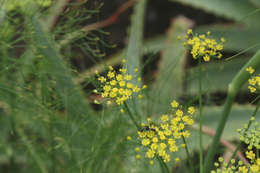 Image of fennel