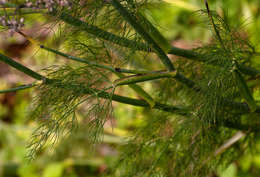 Image of fennel