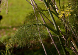 Image of fennel