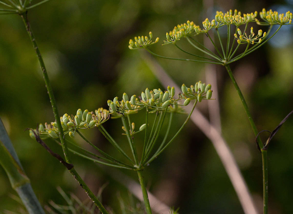 Image of fennel