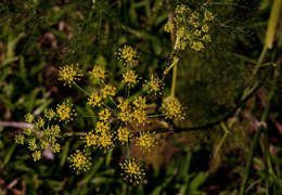 Plancia ëd Foeniculum