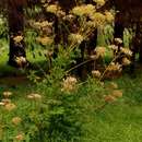 Image of Afroligusticum claessensii (C. Norman) Winter