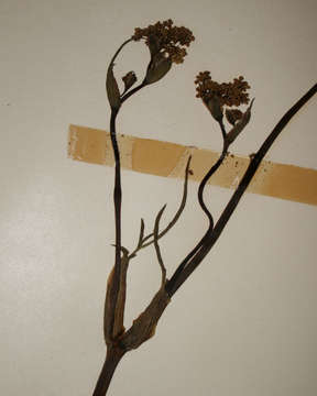 Image of Afrosciadium