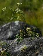 Image of Afroligusticum linderi (C. Norman) Winter