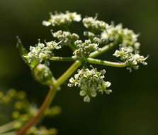 Image of Afroligusticum linderi (C. Norman) Winter