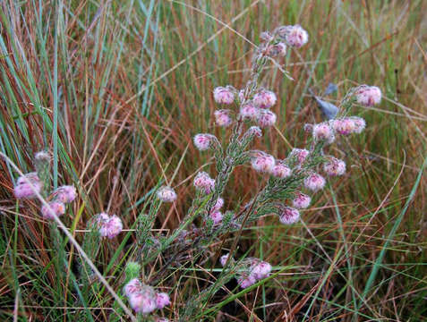 Sivun Erica johnstoniana Britten kuva