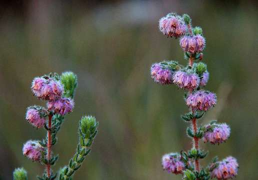 Sivun Erica johnstoniana Britten kuva