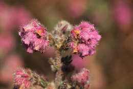 Sivun Erica johnstoniana Britten kuva