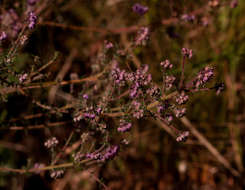 Plancia ëd Erica lanceolifera S. Moore