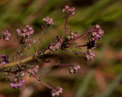 Plancia ëd Erica lanceolifera S. Moore