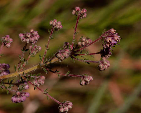 Image of Erica lanceolifera S. Moore