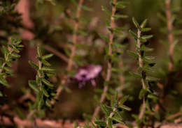 Plancia ëd Erica lanceolifera S. Moore