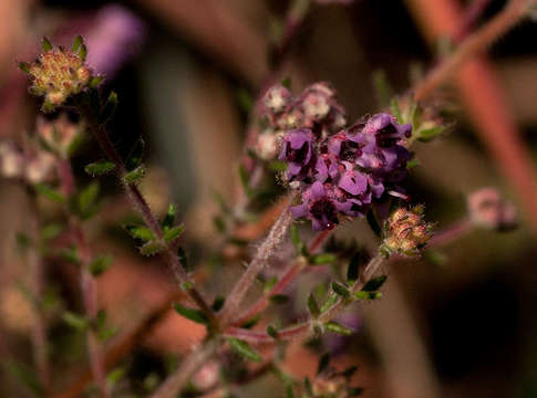 Image of Erica lanceolifera S. Moore