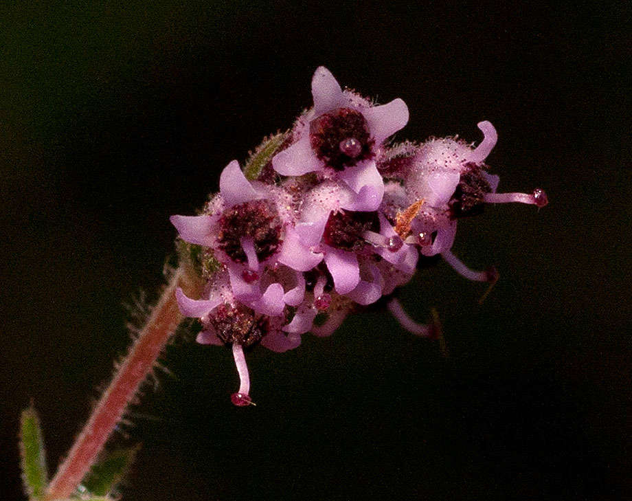 Plancia ëd Erica lanceolifera S. Moore