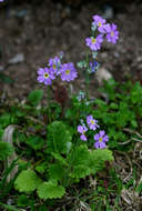 Image of Baby primula