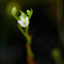Image of Lysimachia acuminata (Welw. ex Schinz) U. Manns & Anderb.