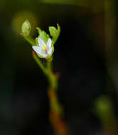 Image de Lysimachia acuminata (Welw. ex Schinz) U. Manns & Anderb.